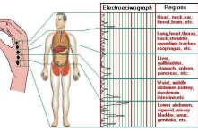 Sinh học toàn ảnh – lý thuyết sinh học đột phá bị lãng quên