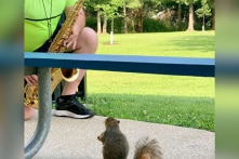 Thú vị chú sóc say mê nghe nhạc saxophone ở công viên (video)