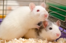 Chuột cũng có cảm xúc như con người, buồn khi thấy đồng loại đau khổ