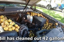 Dở khóc dở cười với con sóc giấu hàng ngàn quả óc chó trong xe ô tô