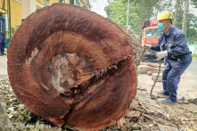 TP.HCM cưa hạ cây dầu cổ thụ: ‘Cây suy yếu nên phải có phương án đốn hạ’