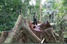 Phá rừng đặc dụng ở Quảng Trị: Cần khoảng 388 triệu đồng giám định mẫu gỗ để điều tra