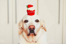 Thú vị chú chó có khả năng giữ thăng bằng thức ăn trên đầu tài tình