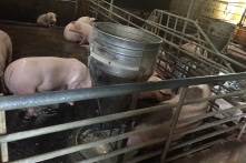 Huế: Một trang trại lợn xả thải vượt quy chuẩn từ 3,2 đến 4.800 lần