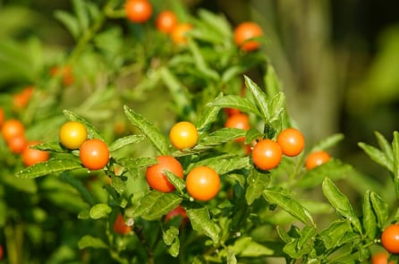 8 loại cây trưng trong nhà thì đẹp nhưng độc hại khó lường