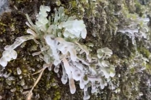 Băng giá phủ trắng đỉnh Phja Oắc (Cao Bằng), Mẫu Sơn (Lạng Sơn)