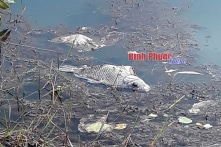 Cá chết hàng loạt, bốc mùi hôi thối ở đập Bà Mụ