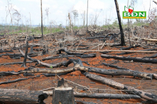 Viện Khoa học lâm nghiệp Nam Trung Bộ và Tây Nguyên để mất hơn 2.000 ha rừng