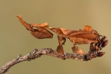 Bọ ngựa ma – bậc thầy ngụy trang có hình dáng giống chiếc lá khô