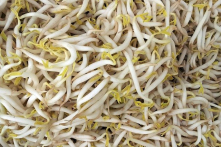 Bạn đã biết lợi ích tuyệt vời của giá đậu nành và giá đậu xanh?