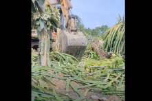 Khó ‘giải cứu’ trong nước, nông dân Bình Thuận phá bỏ vườn thanh long