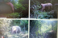 FFI: Đàn voi tại Việt Nam đã mất hàng nghìn cá thể