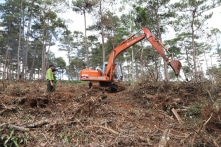 Lâm Đồng: Phá rừng bị phạt trồng lại rừng