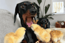 Biểu cảm “bị sốc” cực đáng yêu của cô chó Loulou khi bị bé gà cắn lưỡi