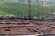 Mất hơn 2.000ha rừng ở Đắk Nông: Kiến nghị không kỷ luật các nguyên hạt trưởng, kiểm lâm