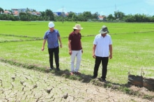 Phú Yên yêu cầu 3 nhà máy thủy điện xả nước để cứu lúa khô hạn