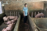 Hơn 500 con heo bị chết sau tiêm vắc-xin phòng dịch tả heo châu Phi