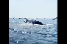 Video cá voi rơi thẳng xuống thuyền câu