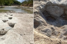 Tìm thấy dấu chân khủng long 113 triệu năm ở dòng sông khô cạn tại Texas