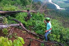 Lâm Đồng: Hơn 23 ha rừng biến mất trong một dự án trồng rừng