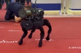 robot dog