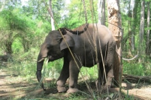 Việt Nam báo động đàn voi suy thoái: Đất rừng trồng cao su, sông cắt khúc làm thủy điện