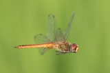 2048px Pantala flavescens globe skimmer in flight side view 1