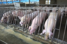 Giá thịt heo ở Trung Quốc tăng phi mã, chính quyền tiếp tục Zero-COVID