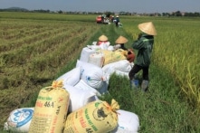 Việt Nam: Giá lúa gạo trong nước tăng nhanh sau khi DN tăng xuất khẩu