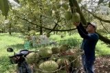 Hơn 90% sầu riêng xuất khẩu của Việt Nam là sang Trung Quốc