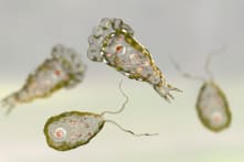 Nguy cơ nhiễm “amip ăn não” khi bơi lội, vui chơi dưới sông hồ vào mùa hè