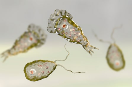 Nguy cơ nhiễm “amip ăn não” khi bơi lội, vui chơi dưới sông hồ vào mùa hè