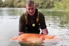 30 kg, đây là cá vàng lớn nhất từng được bắt?