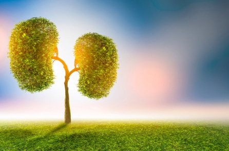 7 thực phẩm giúp bổ thận và ngăn ngừa lão hóa