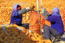 Trung Quốc gấp rút thành lập hàng loạt hợp tác xã cung ứng và tiêu thụ