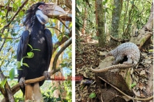 83 động vật hoang dã, quý hiếm được tái thả về Vườn quốc gia Bù Gia Mập