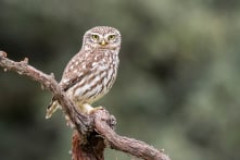 Tại sao loài cú là biểu tượng của trí tuệ?