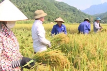 VCCI đề xuất không nên hạn chế nhập khẩu gạo giá thấp làm nguyên liệu