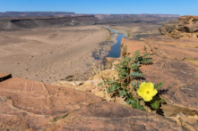 Đồng thoại: Tìm lại mùi hương đã mất