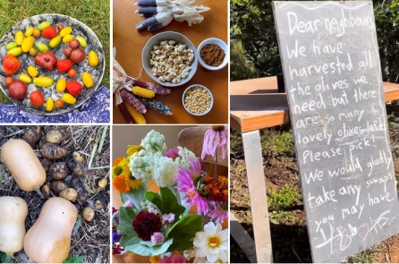 Hướng đến lối sống bền vững bằng cách tự trồng thực phẩm