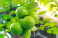 6 công dụng bất ngờ của chanh đối với cơ thể 