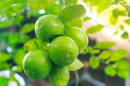 6 công dụng bất ngờ của chanh đối với cơ thể 