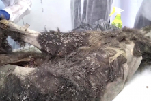 Mổ xẻ con gấu 3.500 năm trước được phát hiện ở Siberia