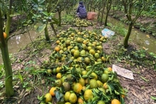 Giá cam rớt “thê thảm” 1.000 đồng/kg, người nông dân thua lỗ