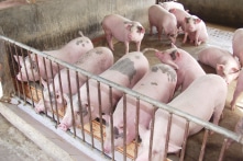 Giá thức ăn chăn nuôi tăng phi mã, người dân bỏ đàn vì thua lỗ