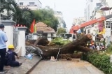 Vụ cây to bật gốc tại trường ở TP.HCM: 1 thai phụ bị rách thận, vỡ gan