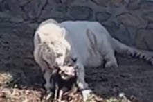 TQ: Khách tham quan vườn thú kinh ngạc khi thấy hổ trắng ăn thịt chim công