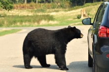 Chú gấu đột nhập vào xe của một phụ nữ Canada và uống sạch 69 lon nước giải khát