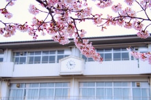 Nên học đại học ở Việt Nam hay đi du học Nhật Bản tự túc?