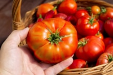 Cà chua và tiềm năng với ung thư tuyến tiền liệt